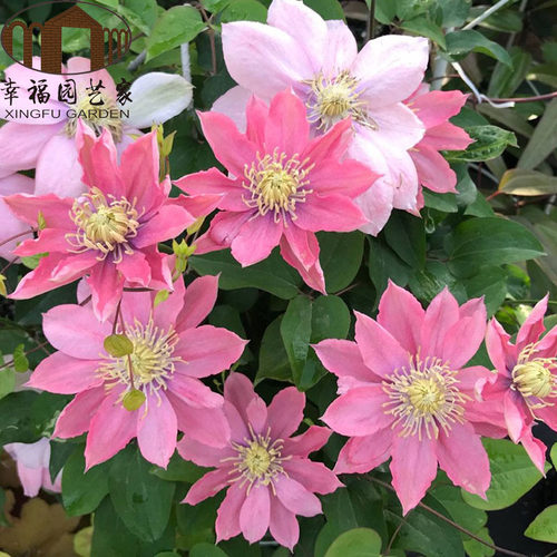 基地铁线莲幸福园艺家多季