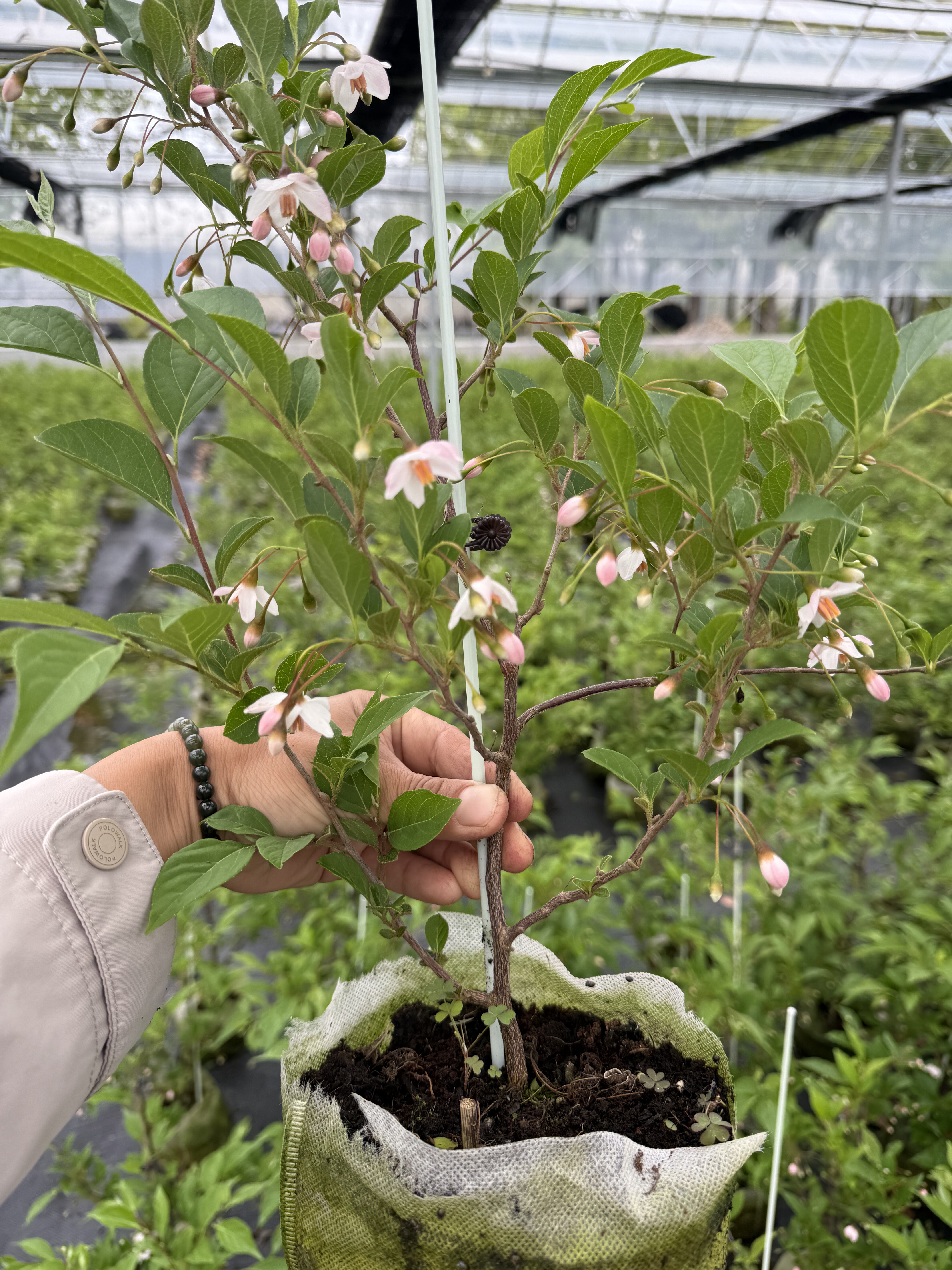幸福园艺家粉花野茉莉花香丰花盆栽地栽盆景素材庭院耐寒耐热低维