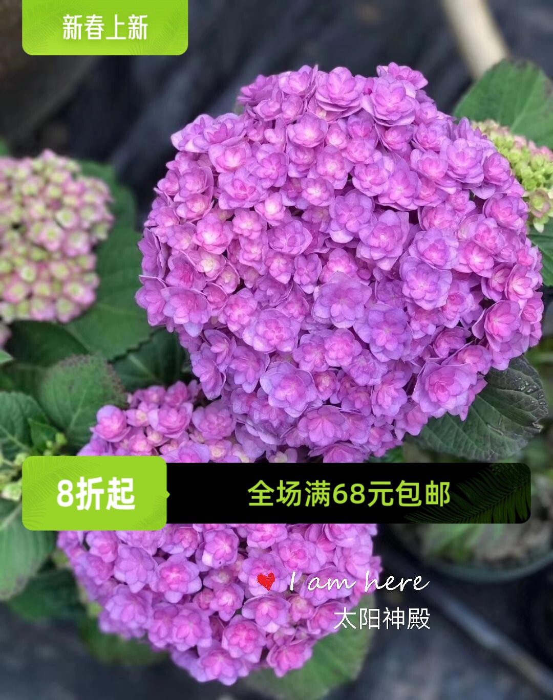 幸福园艺家太阳神殿大花重瓣绣球小苗中苗大苗可盆栽地栽花球饱满