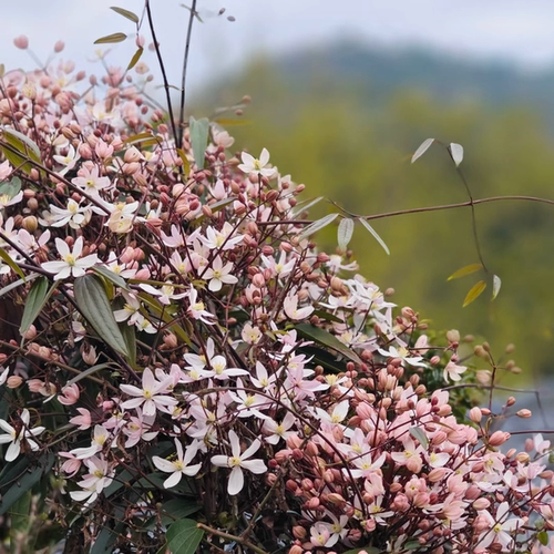 苹果花常绿香味开花机器包邮