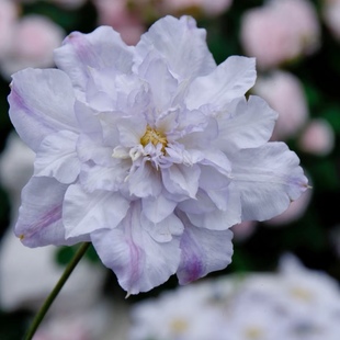 幸福园艺家维罗妮卡 选择早花大花P9铁线莲小苗新枝瓣老枝重瓣