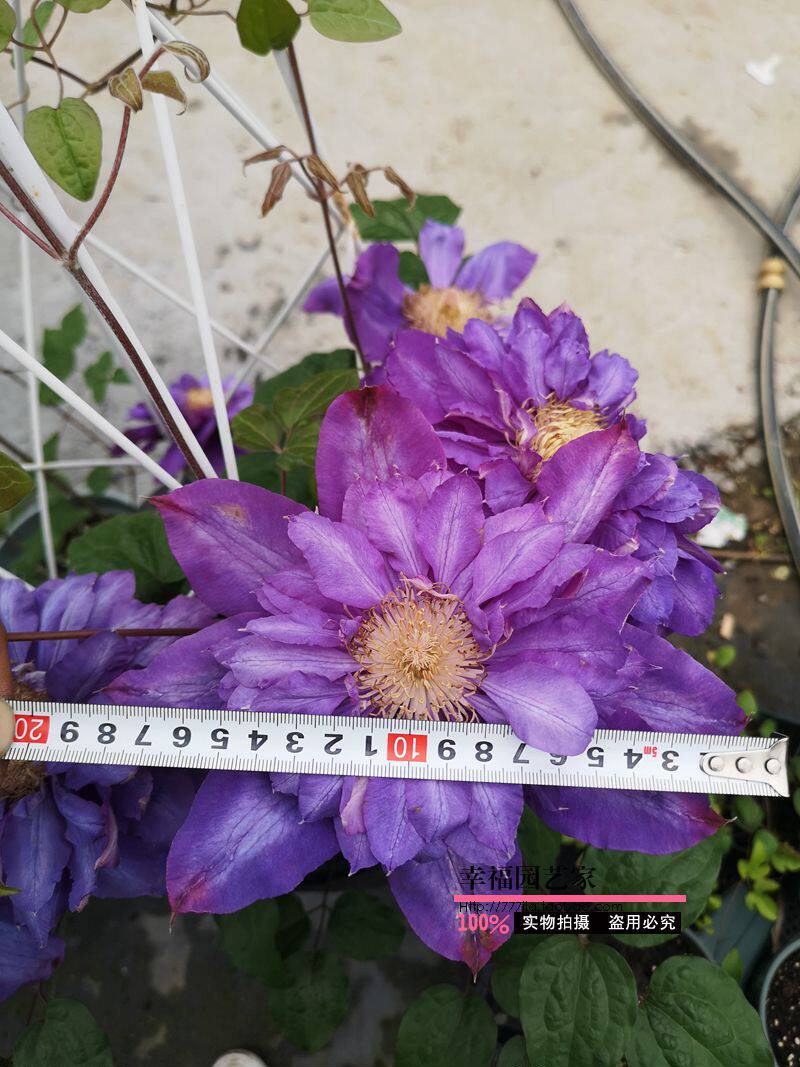 幸福园艺家薇安大花半重瓣铁线莲p9苗阳台庭院爬藤植物盆栽带土