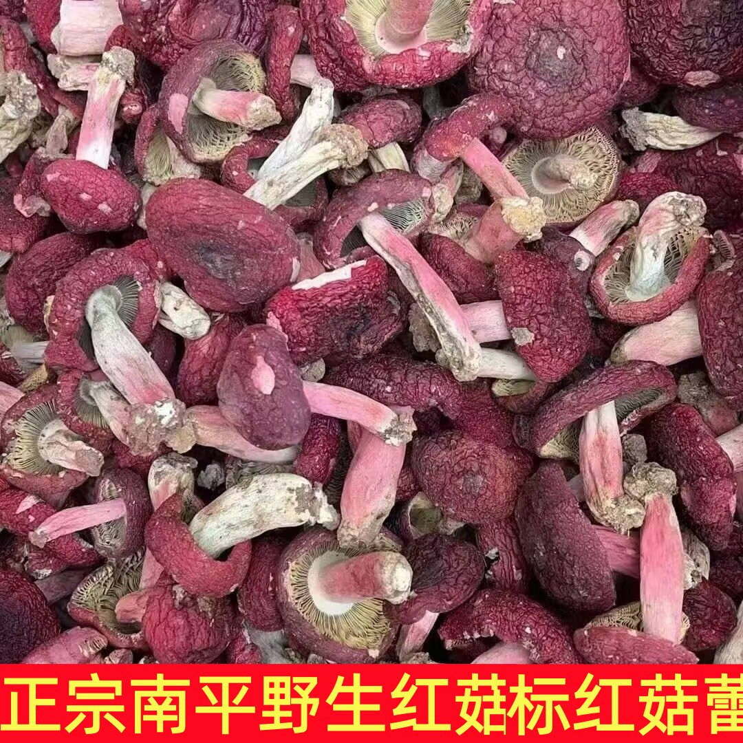 福建红菇建瓯本地菌菇精品红菇蕾标菇野生新鲜南平干货武夷山珍品