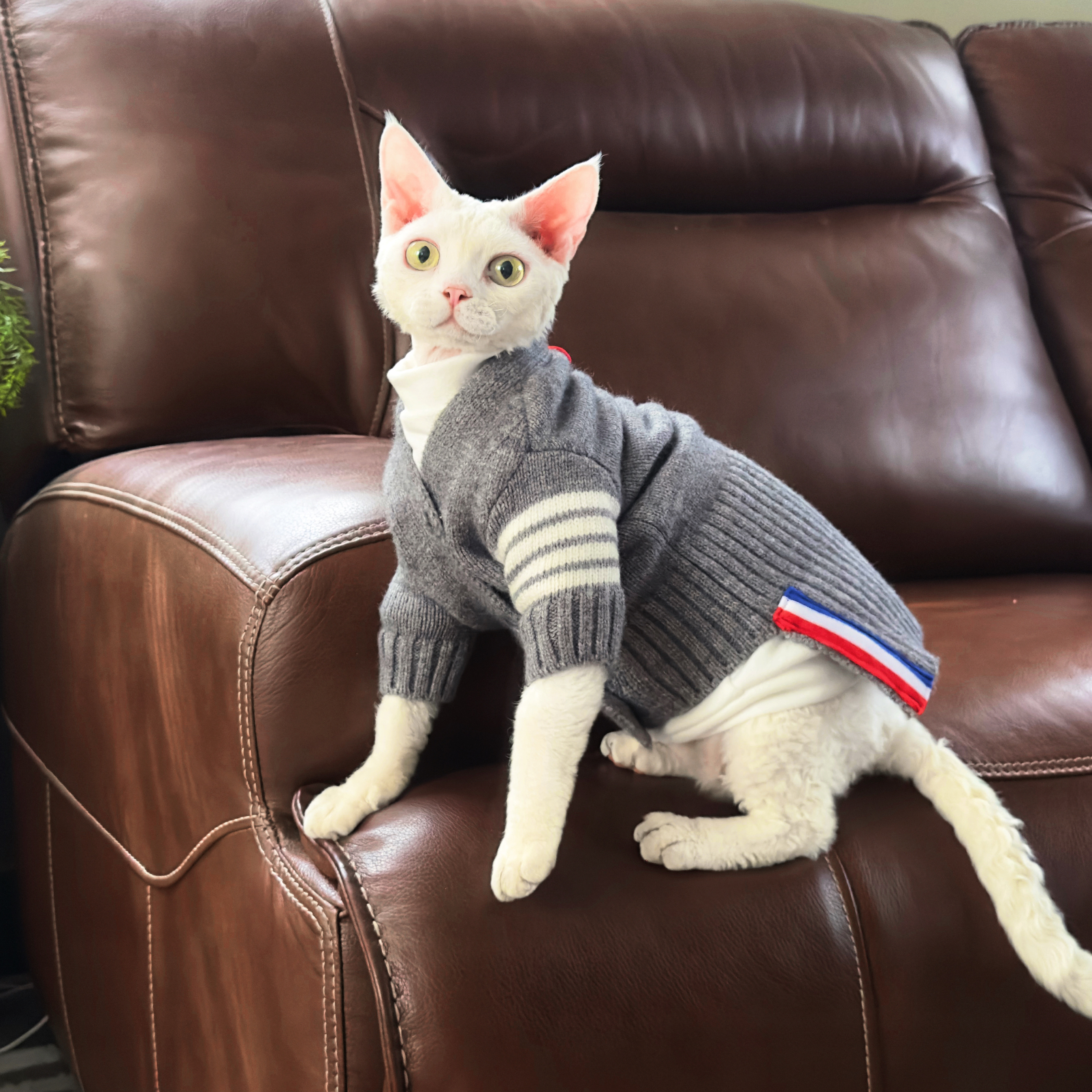 Y·H 英伦学院开衫毛衣 斯芬克斯无毛猫衣服德文冬天保暖加厚