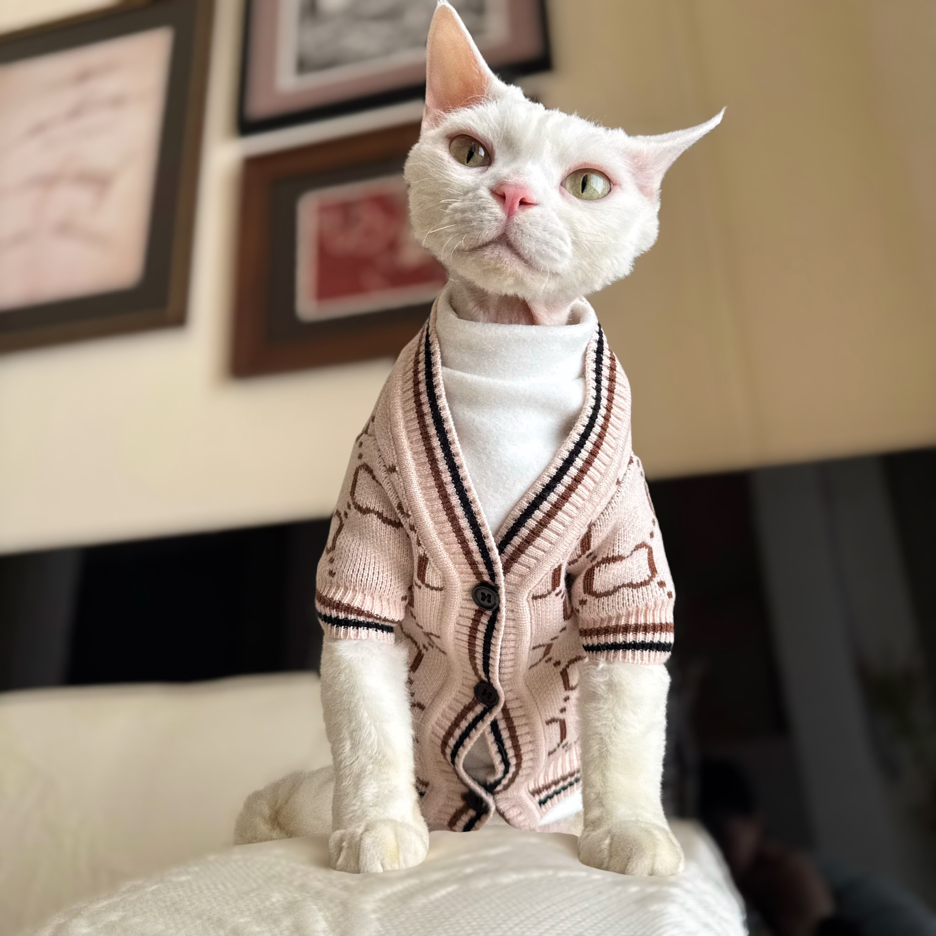 YH-进店必败经典双G开衫毛衣冬天加厚保暖斯芬克斯无毛猫衣服德文