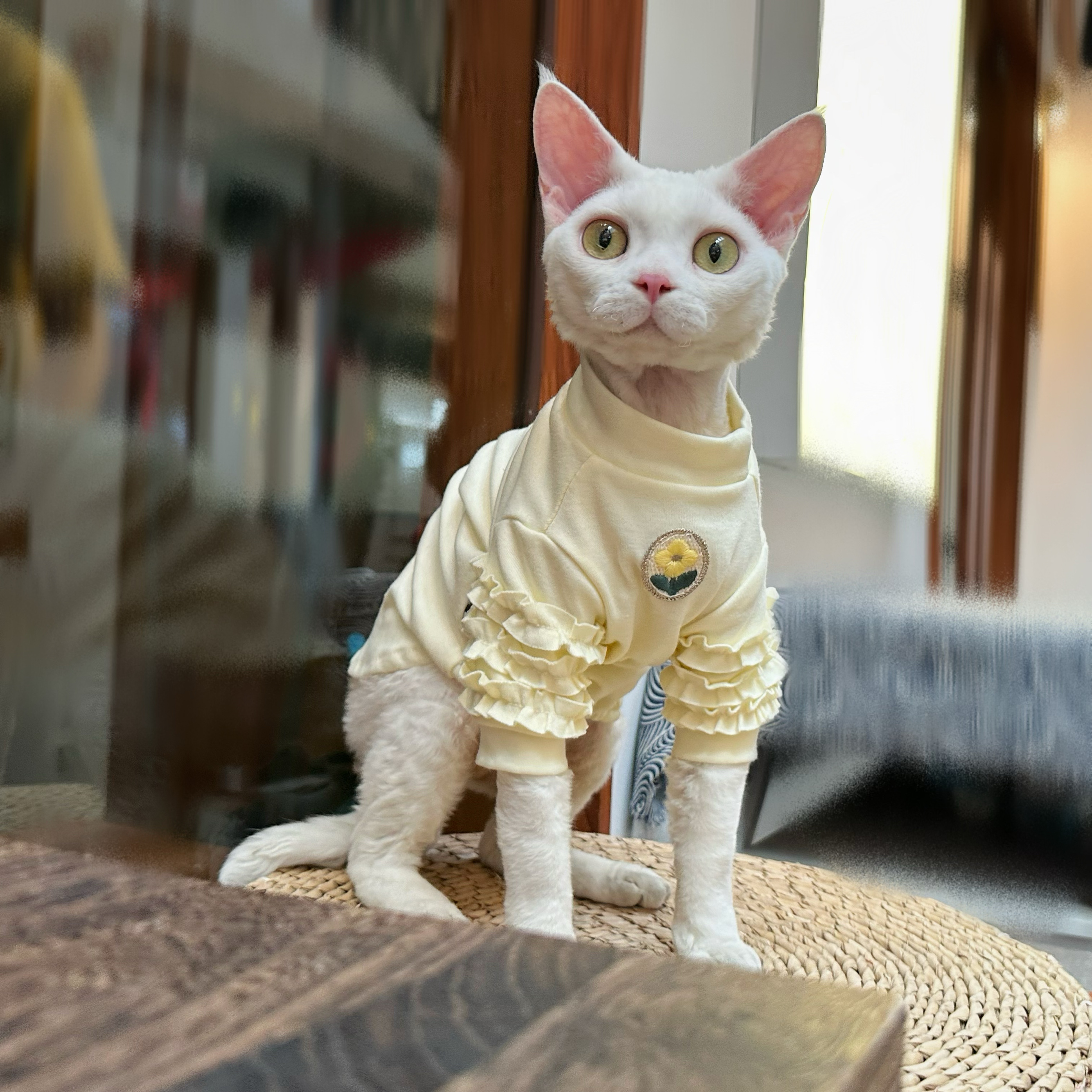 Y·H 奶油蛋卷 秋冬婴儿棉柔内搭 斯芬克斯无毛猫衣服德文 永禾