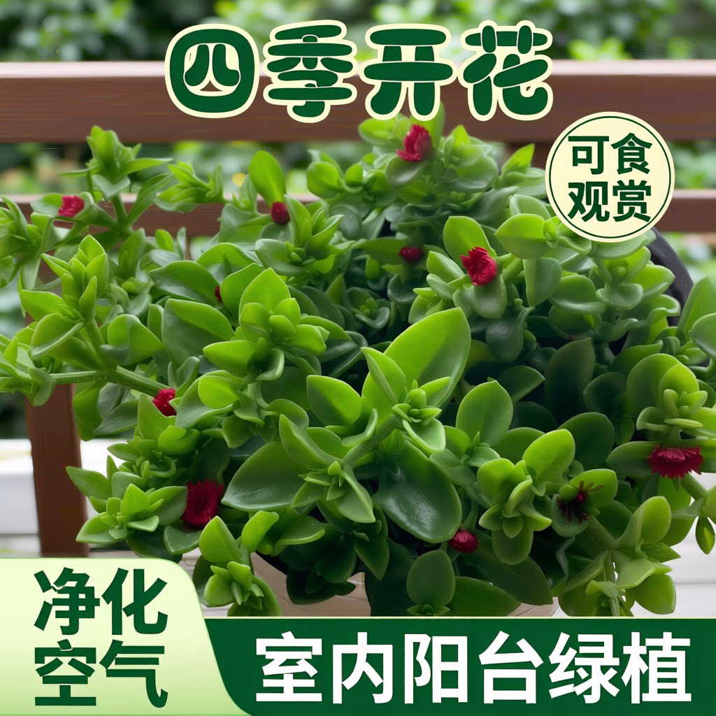 牡丹吊兰花苗带花阳台垂吊植物四季吊兰盆栽开花植物多年生好养
