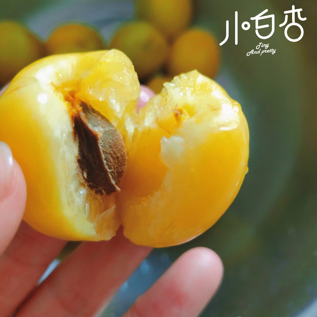 只做轮台阳霞小白杏，树上自然熟，顺丰空运包邮