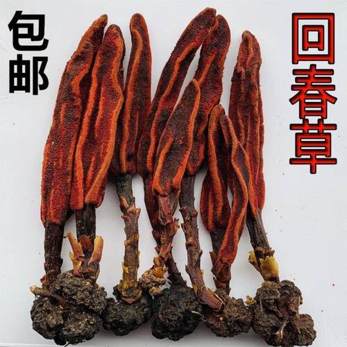 云南正宗草新货泡酒滋补