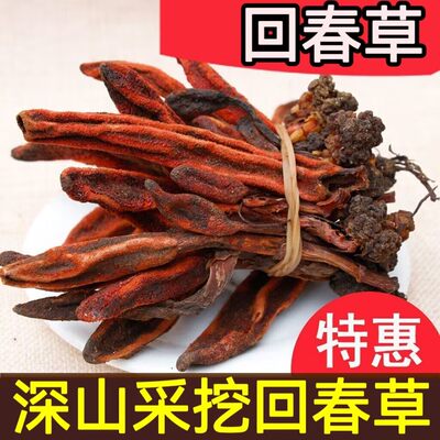 正宗云南草不老草泡酒滋补