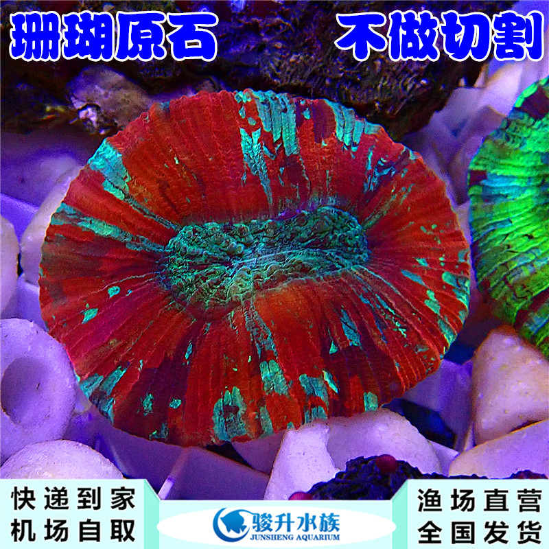 红八字 脑珊瑚活体 新手闯缸珊瑚容易饲养顺丰报损机场自取