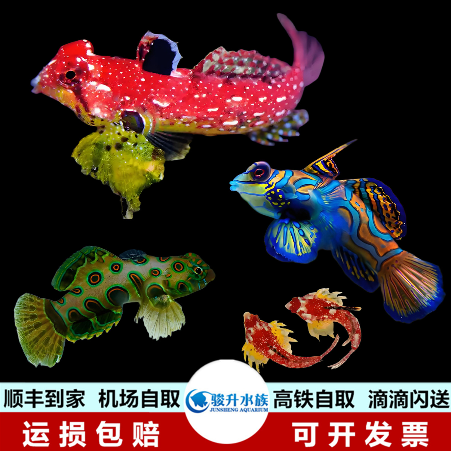 五彩青蛙金翅火麒麟圆点皇冠青蛙海水鱼缸活体小丑开口养定已检疫