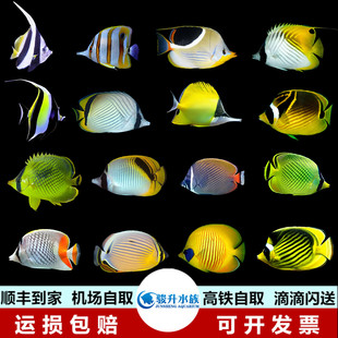 鲽鱼合集人字网虎纹蝶黄金三间火箭神像象黑白关刀海水观碟鱼活体