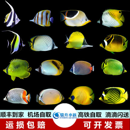 鲽鱼合集人字网虎纹蝶黄金三间火箭神像象黑白关刀海水观碟鱼活体