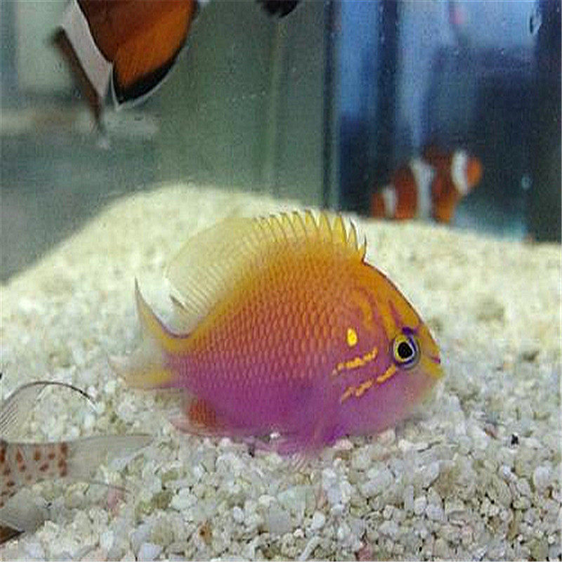 渔场紫皇后-太阳宝石/海水鱼/观赏鱼/活体/ /珊瑚水族