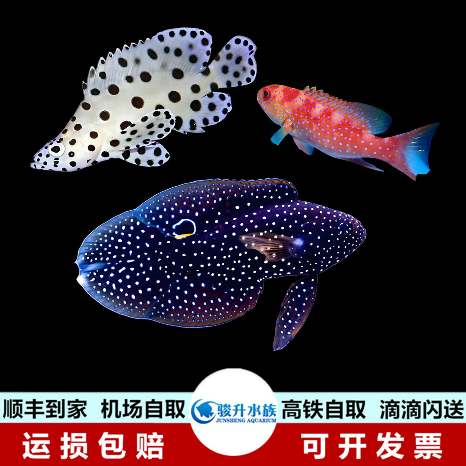 东星彩虹小丑彗星斑 人工老鼠斑鱼