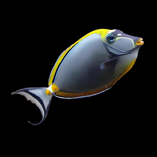 海水鱼观赏鱼三角吊 大帆吊 火箭吊 一字吊多莉渔场直发合集