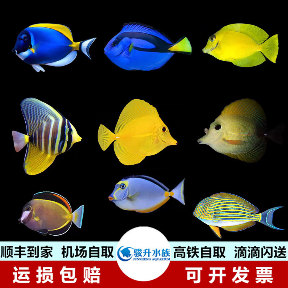 五彩七彩三角大帆天狗金毛吊类黄吊海水鱼观赏鱼顺丰报损