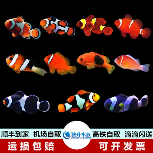 公子小丑鱼活体顺丰到家