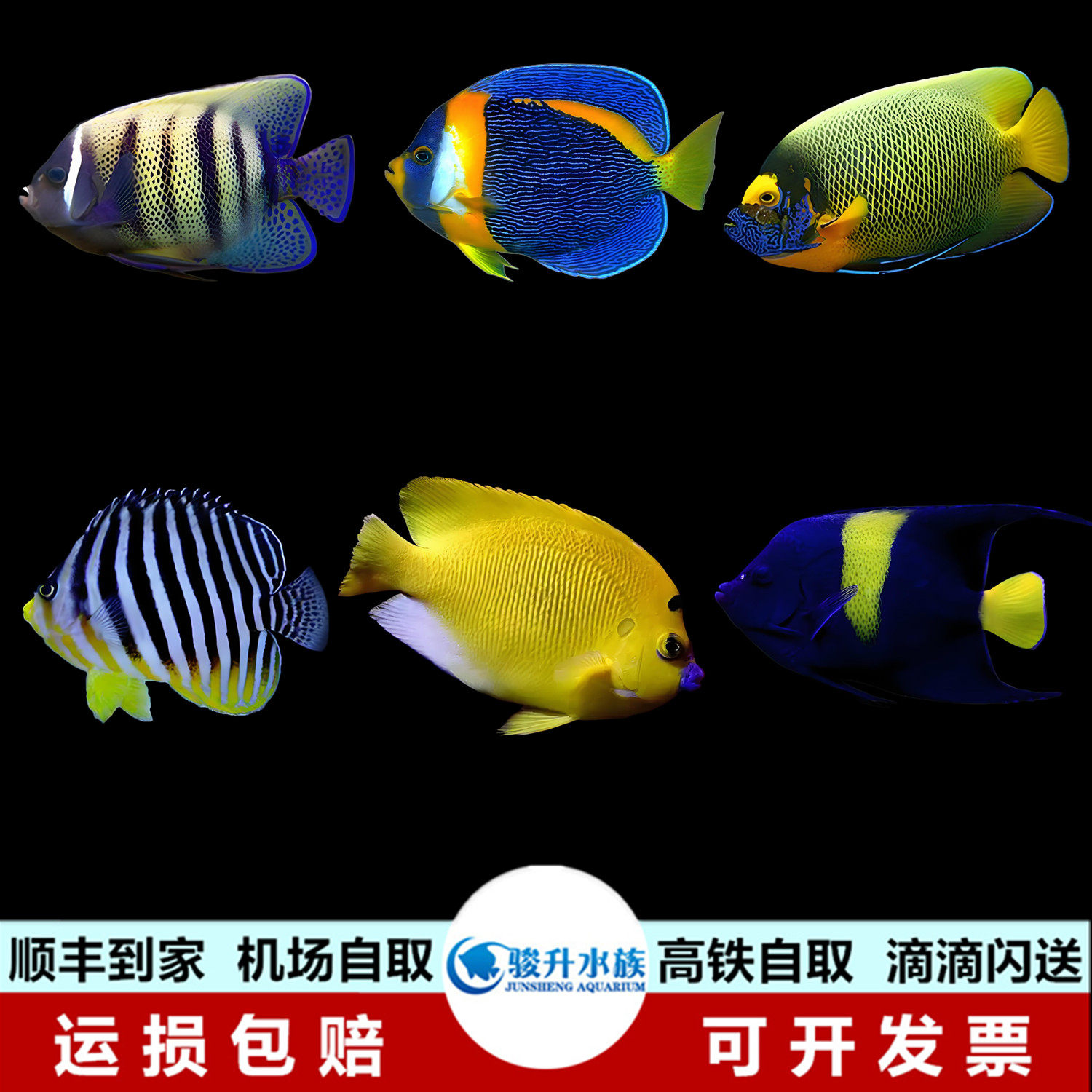 澳洲神仙11十一间蓝嘴六间阿拉伯蓝面海水鱼活体海水缸检疫秒颗粒,宠物/宠物食品及用品,鱼,淘宝优惠券,粉丝福利购,淘宝优惠卷