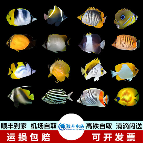 八间斑马钻石红霞瓜虎纹金丁麻双印关刀碟蝶海水观赏鱼活体已检疫