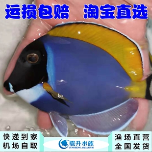 粉蓝吊 海水缸 海水鱼活体新手闯缸机场快递均可报损6-8时价