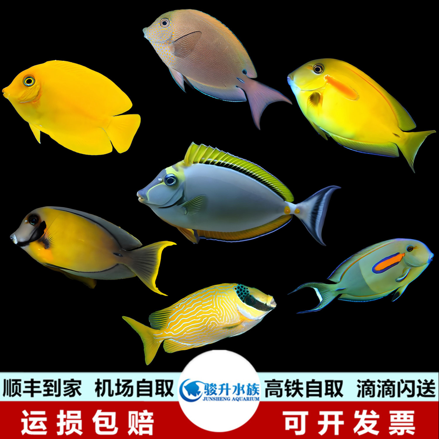 黄吊柠檬七彩狐狸一字金毛黄一字薰衣草海水鱼珊瑚活体小丑吊类