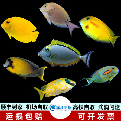 黄吊黄狐狸一字金毛黄一字薰衣草