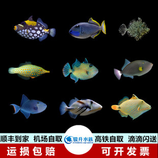 鸳鸯玻璃黑肚玉米小丑蓝纹魔鬼黄斜纹蓝面炮弹海水鱼观赏活体珊瑚