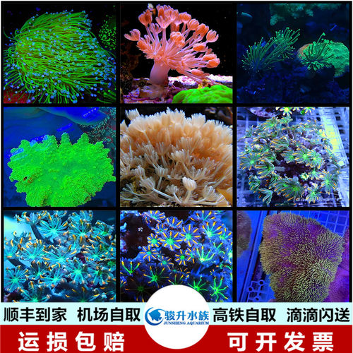 菲律宾绿长须金针菇木耳花环皮革闪千手大小手星花顺丰到家运损