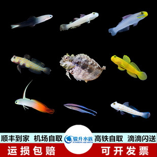 雷达飘飘医生黄金头五彩圆点青蛙西瓜刨橙点钻石哨兵白虾虎喷射机