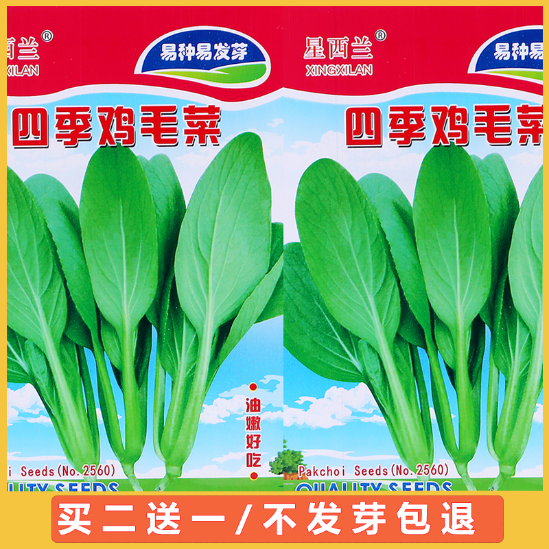 阳台四季鸡毛菜种子盆栽小白菜种籽油菜青菜蔬菜种孑上海青菜籽子