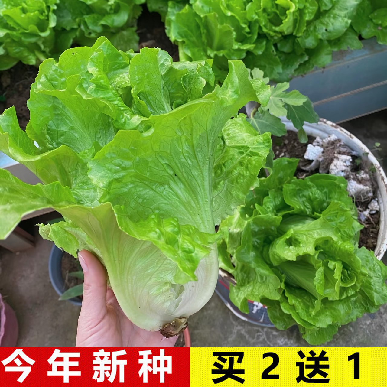 全年庭院阳台意大利奶油生菜种籽蔬菜种子速生菜种籽耐抽苔春秋季