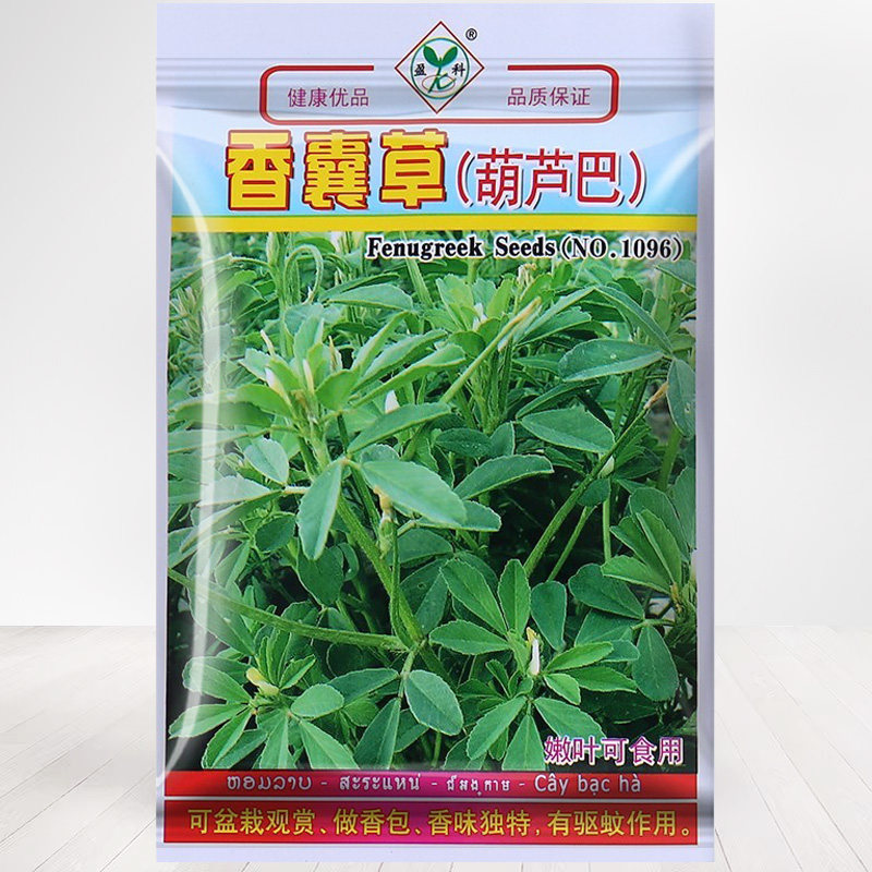 阳台盆栽食用香囊草种子葫芦巴巴香草种籽驱蚊草四季播春夏秋种植