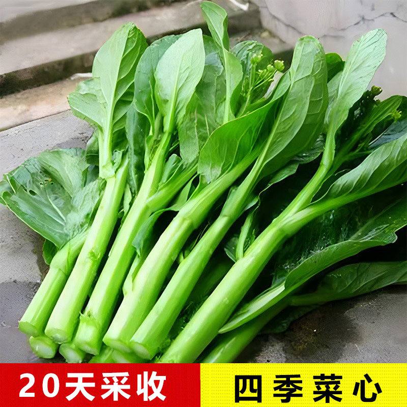 南方四季广东四九菜心种子春秋冬季油菜青菜种籽农家盆栽蔬菜种孑