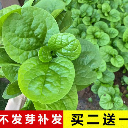 圆叶大叶木耳菜种子小青菜阳台盆栽菜种蔬菜种籽春夏秋季种植秧孑