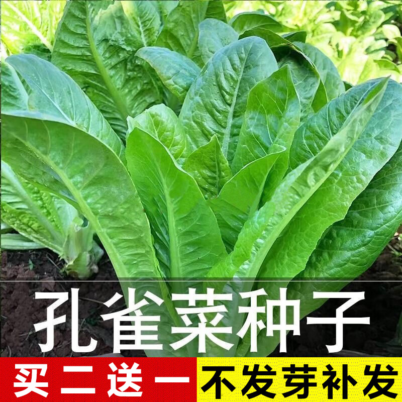 农家四季速生孔雀菜种籽盆栽夏季种子南方蔬菜种孑大全春秋季播种