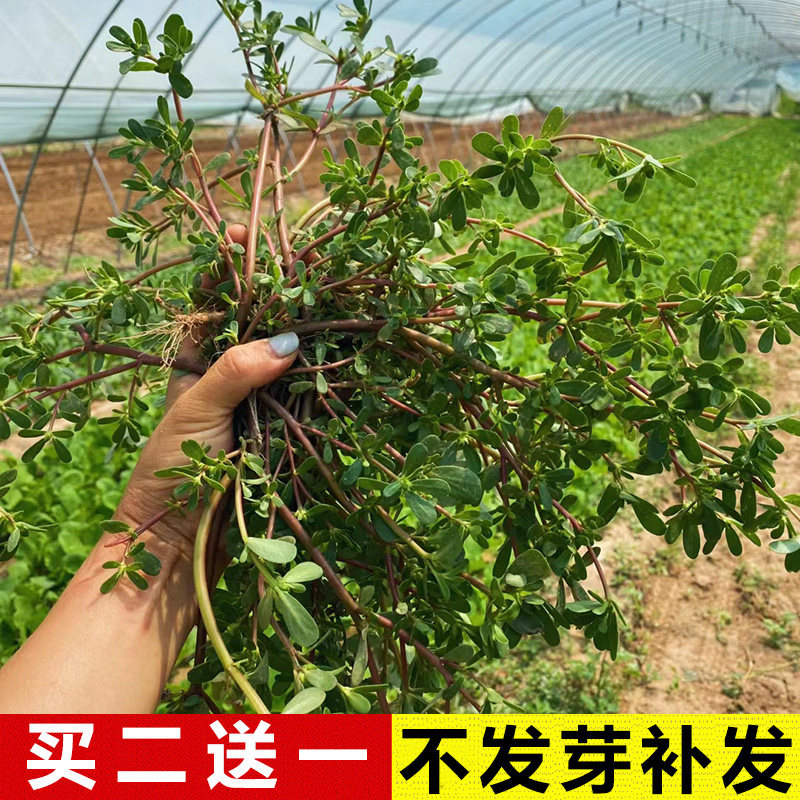 盆栽野生野菜食用马齿苋菜种子孑中药种春秋抗热田园四季蔬菜种籽