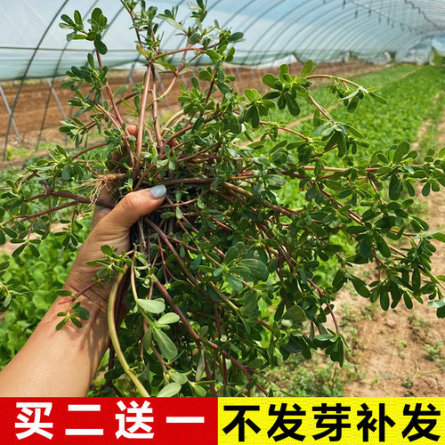 四季马齿苋菜种子买2送1