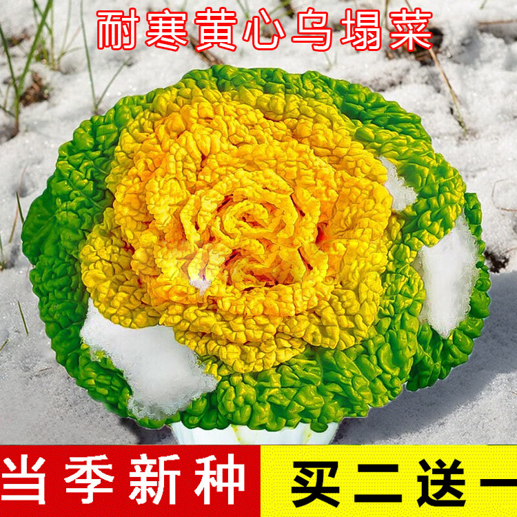 四季耐寒奶油黄心乌塌菜种子黄金乌塔青菜子大全蔬菜种籽春秋冬季