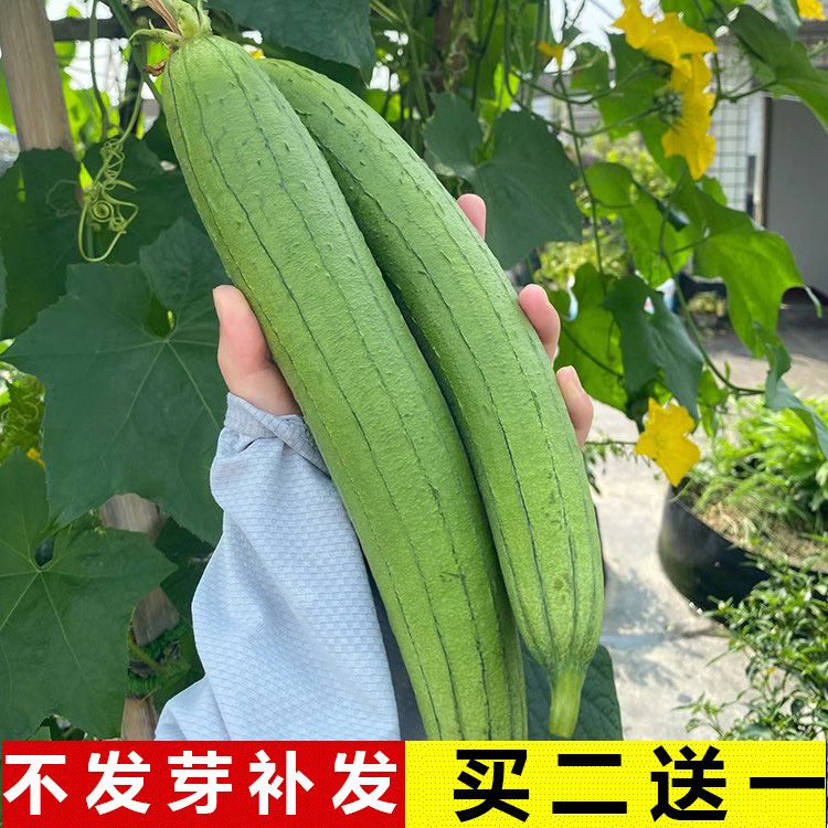 今年新种子香丝瓜种子