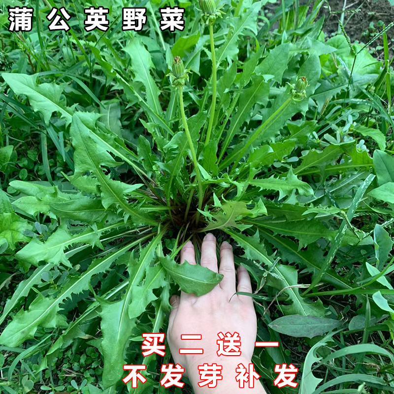 四季盆栽食用野菜蒲公英种子婆婆丁菜中药材蔬菜种籽春夏秋冬种孑 鲜花速递/花卉仿真/绿植园艺 家庭园艺种子 原图主图