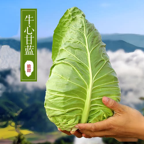 今年新种子牛心甘蓝菜买2送1