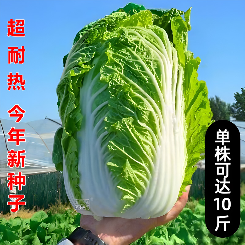 买2送1/50天收成的白菜种子