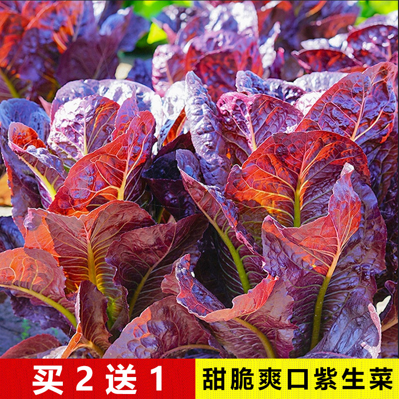 紫孔雀菜蔬菜种子买二送一