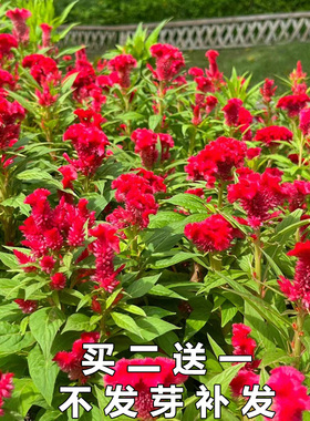 室外阳台阳光四季易种盆栽耐热花卉红色鸡冠花种子春秋季花种籽子