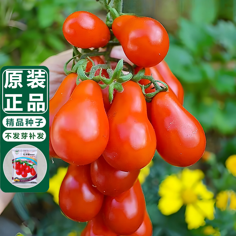 春秋栽种花盆红洋梨番茄种子迷你西红柿水果种籽阳台盆栽种植蕃茄