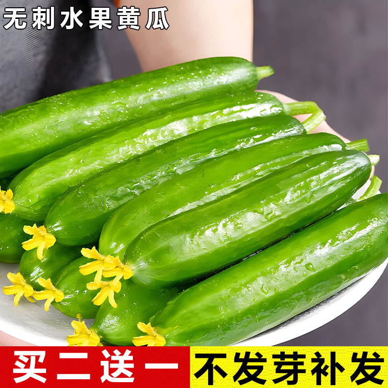 高产庭院甜脆四季老品种无刺水果黄瓜种子春秋季青瓜种籽蔬菜秧苗