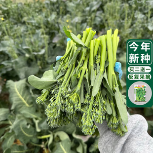 盈科一号西兰苔种子耐寒速生四季清甜脆嫩西蓝秧苗正宗高产蔬菜籽