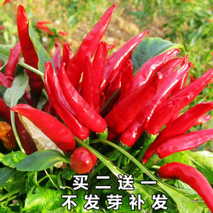 四季 蔬菜种籽大全 辣椒种子小米椒线椒甜椒朝天椒种孑盆栽春夏秋季